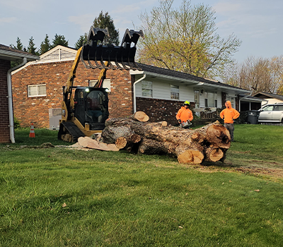 Expert Tree Service Dandridge TN