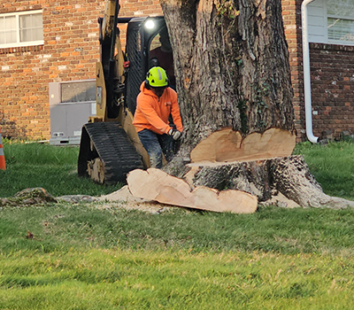 Expert Tree Service Morristown TN