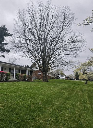 Lawn Care Knoxville