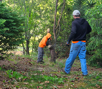 Paradise Tree Services Knox Tennessee
