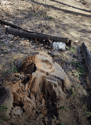 Stump Removal Knoxville