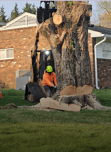 Tree Removal Knoxville