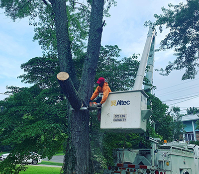 Tree Service Dandridge TN