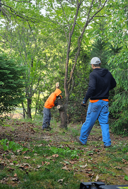Tree Service Knoxville TN