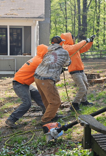 Tree Service Knoxville Tennessee
