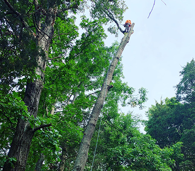Tree Service Sevierville TN