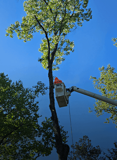 Tree Trimming Knoxville