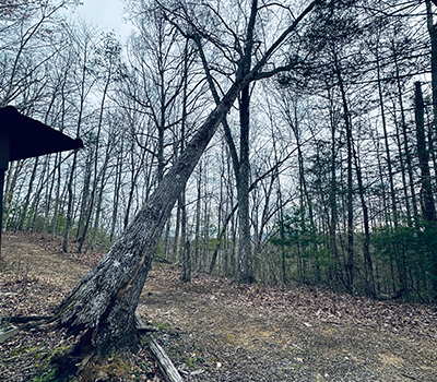 Trusted Tree Service Sevierville TN